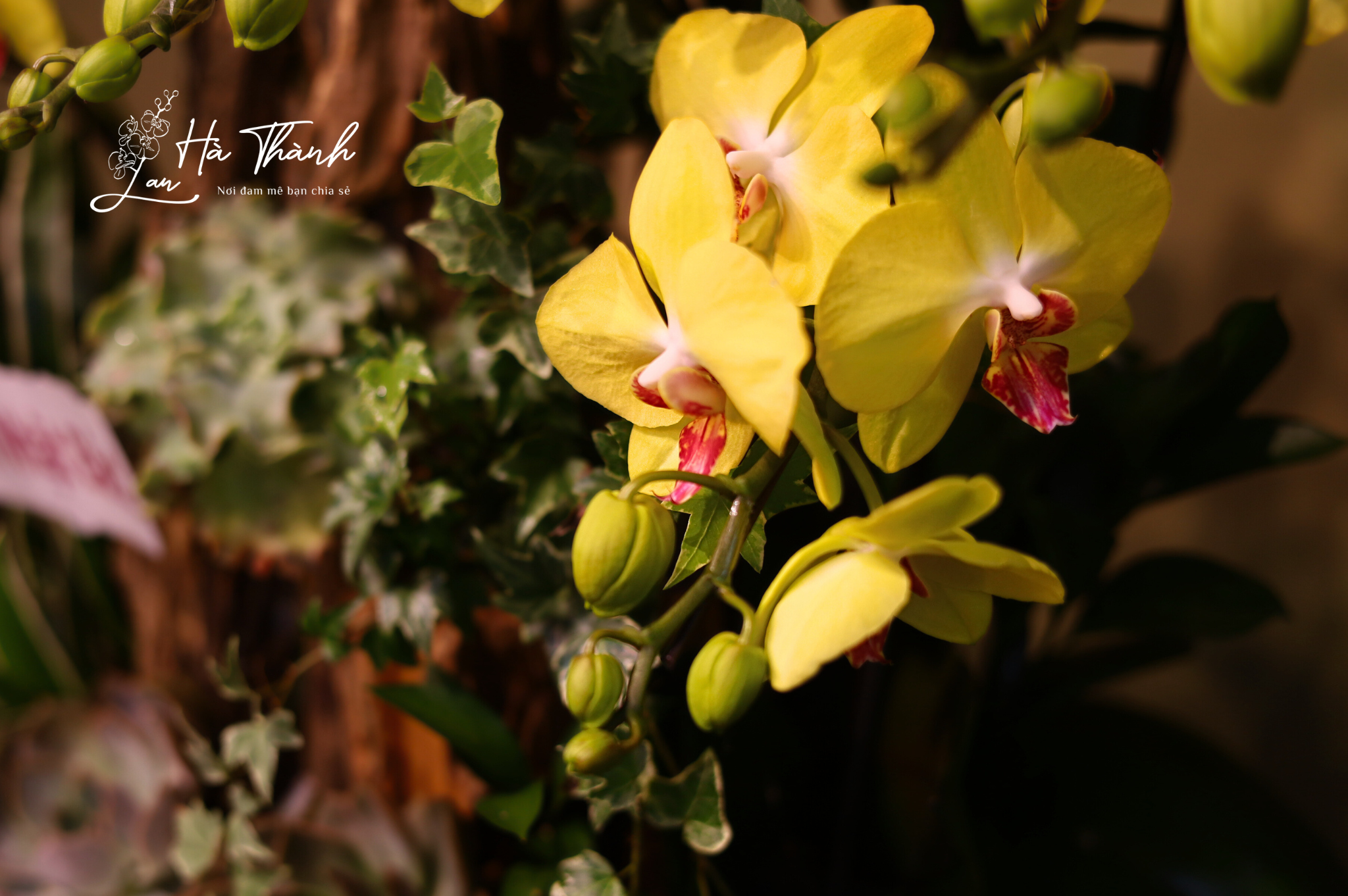 Chậu Lan Hồ Điệp Vàng Hoàng Kim – Khởi Đầu Thịnh Vượng Tại Lan Hà Thành